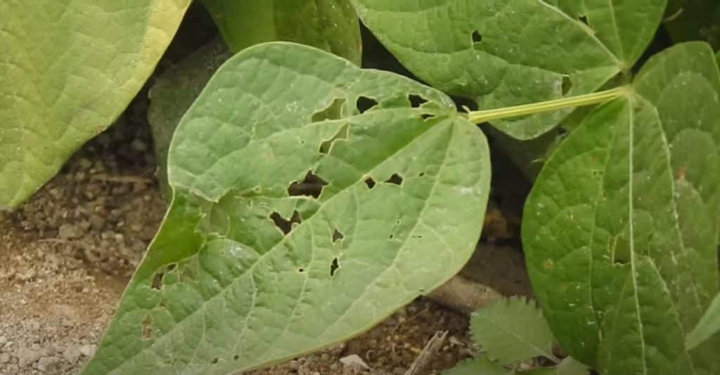 Parasites of black beans