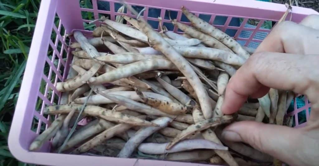 When Are Beans Ready To Harvest?